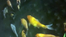 Feeding my koi
