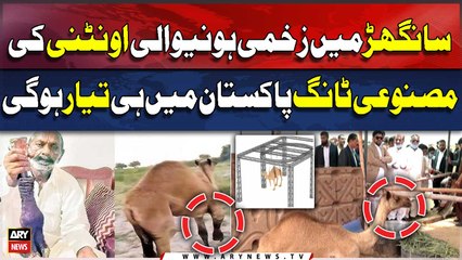 Sanghar injured camel to get artificial limbs update