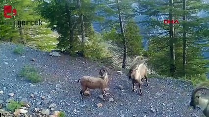 Dağ keçilerinin üstünlük kavgası kamerada