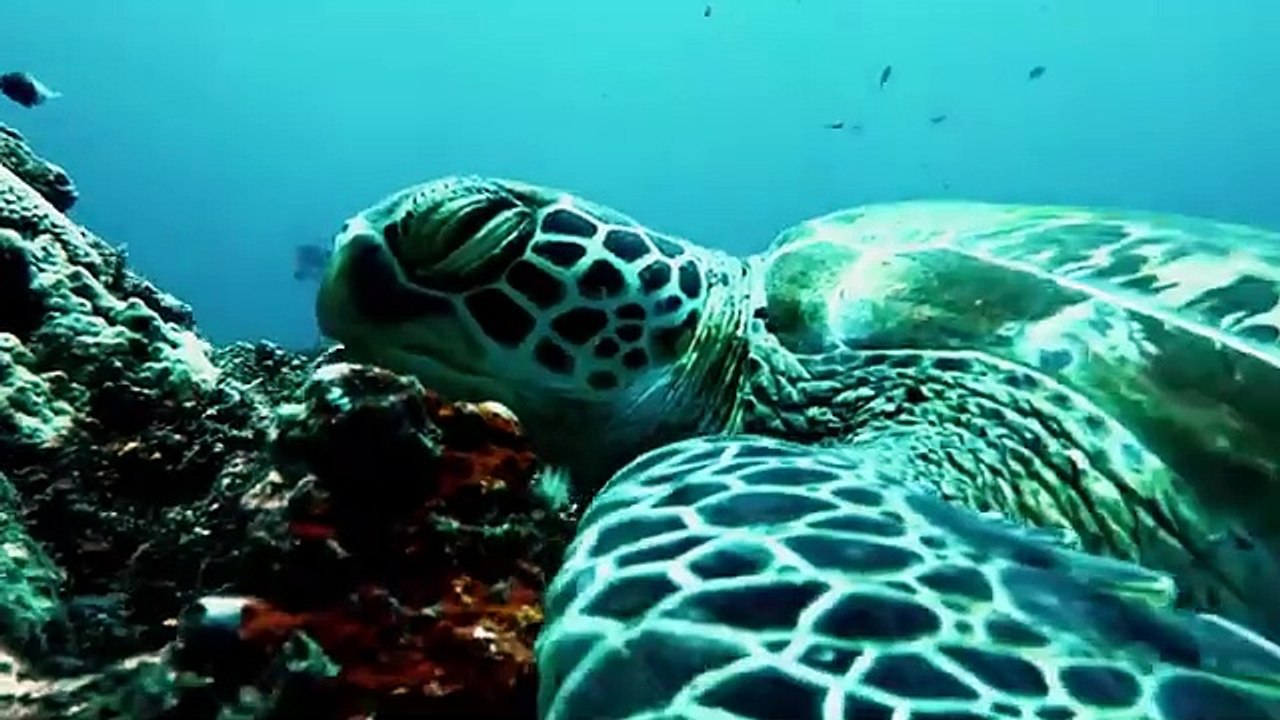 The Tiwi Turtle Police - Dean Schneider