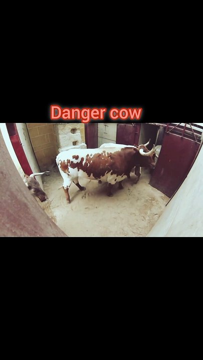 Very dangerous cow