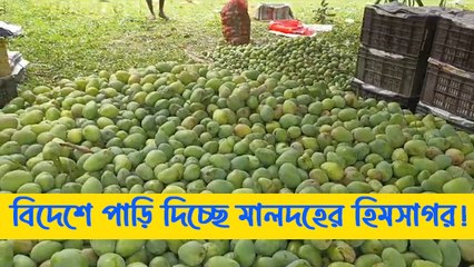 আমের মরশুমে বিদেশে পাড়ি দিচ্ছে মালদহের হিমসাগর!