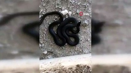 Sıcaklarla birlikte vatandaşın yeni kabusu oldu!