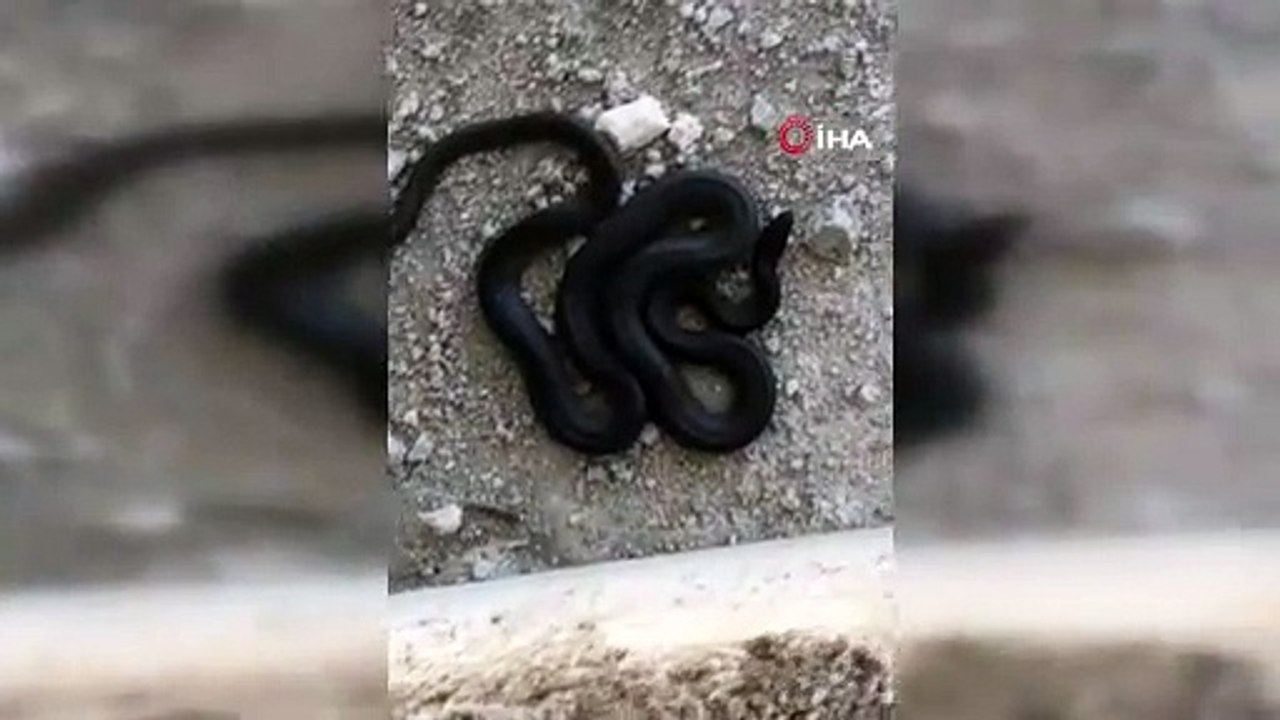 Elazığ'da görüntülenen 3 metre uzunluğundaki yılan görenleri korkuttu