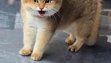 Cute cat