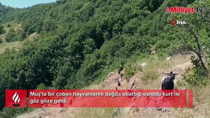 Muş’ta koyunları otlatırken kurt ile göz göze geldi
