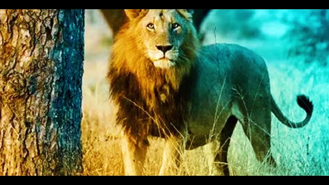 Lions of sabi sand Hindi full documentary
