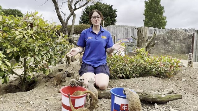 Euro 2024: Mystic meerkats in Sussex predict result of England vs Slovakia