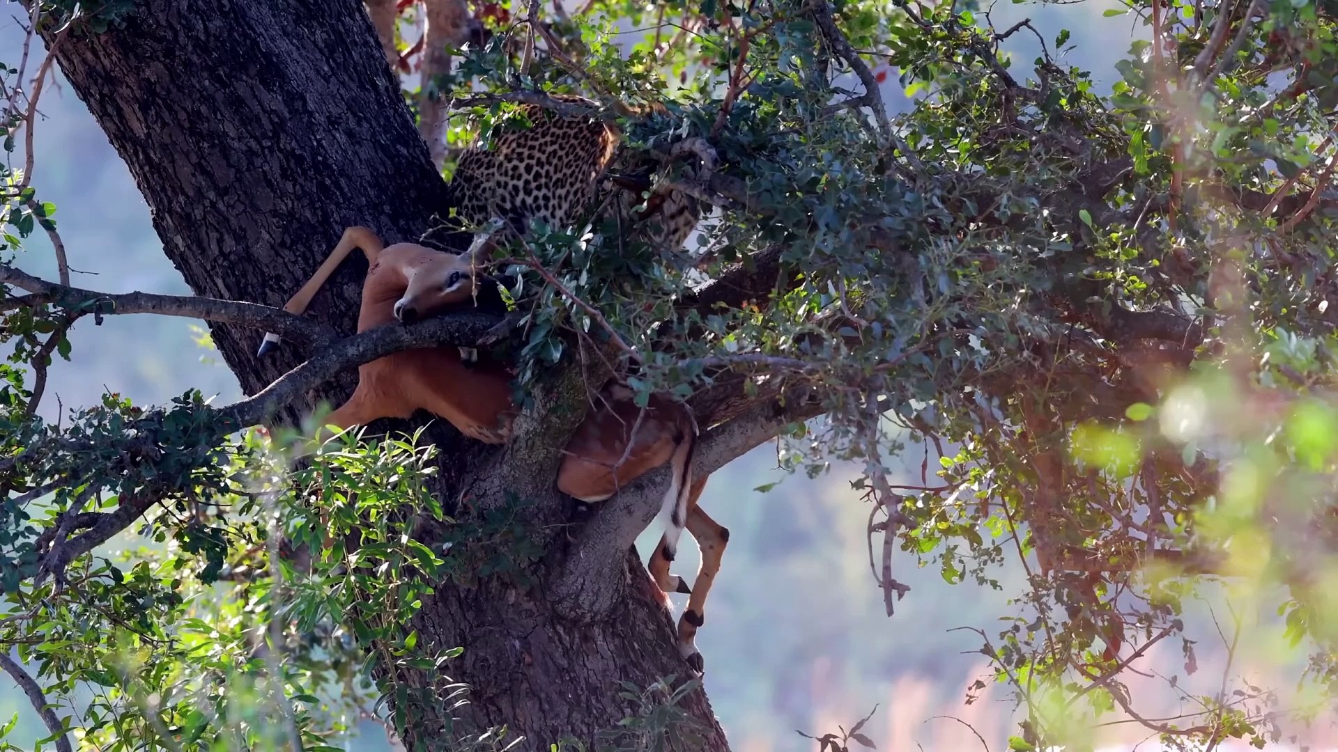 ⁣WILD KENYA - Diverse Nature of Kenya Full Documentary