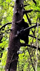 Bear in the home BERUANG MASUK RUMAH!!!