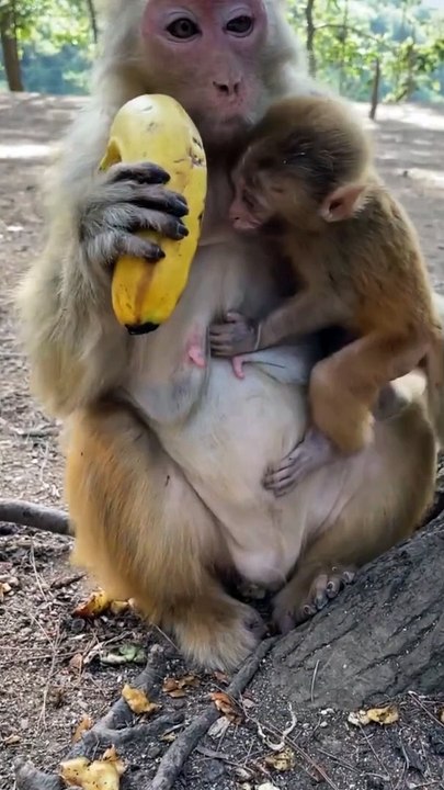 Banana lover 