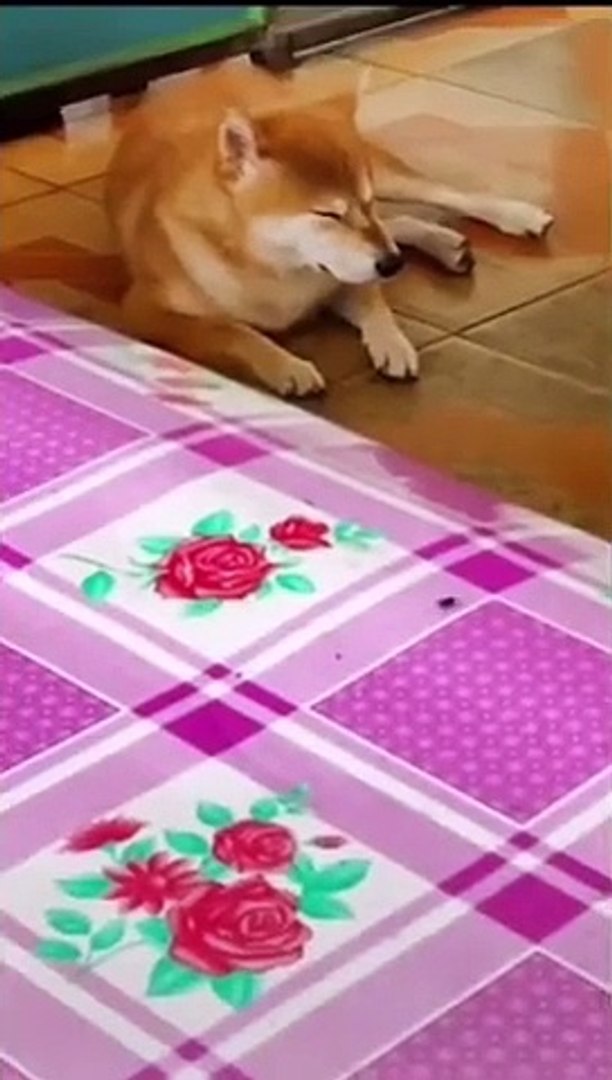 Funny animals Funny cats/ dogs Funny animal videos