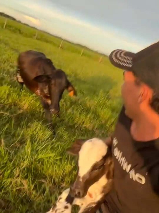 Man Carrying Calf Chased by Protective Mama Cow - video Dailymotion