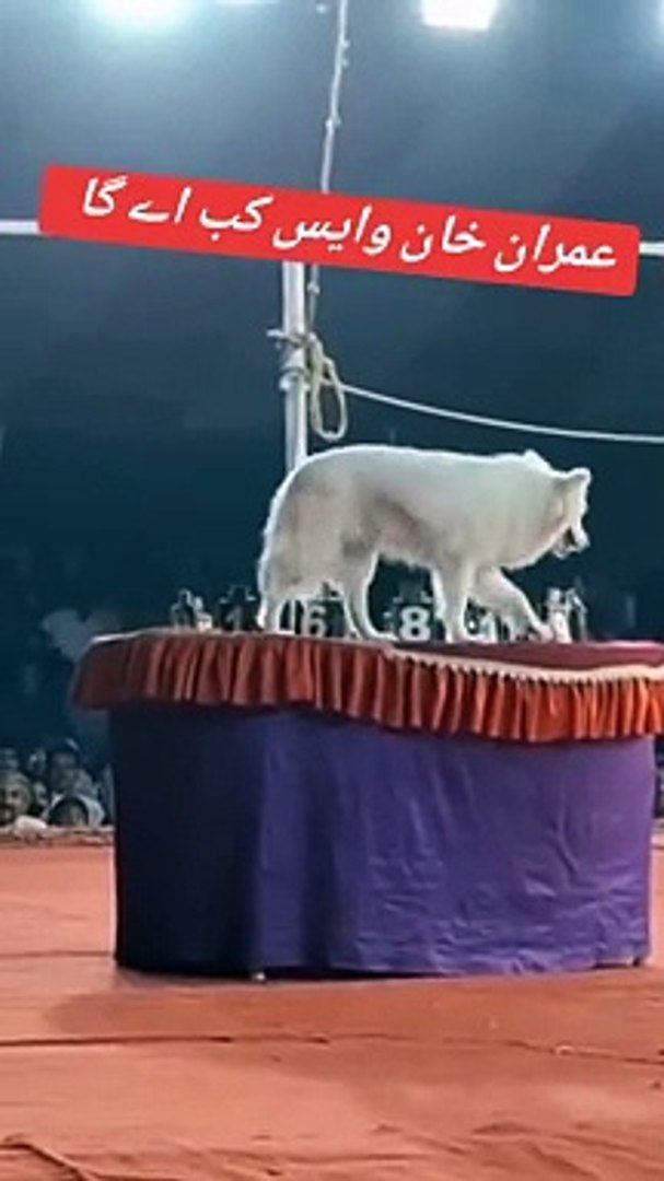 #Entertainment#viral#video