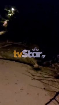 Πτώση δέντρου στη Ροδωνιά Υπάτης - Έκκληση από κατοίκους προς στις αρχές για να θρηνήσουν θύματα