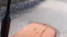 Devasa yılanların çifleşmesiyle karşılaştık