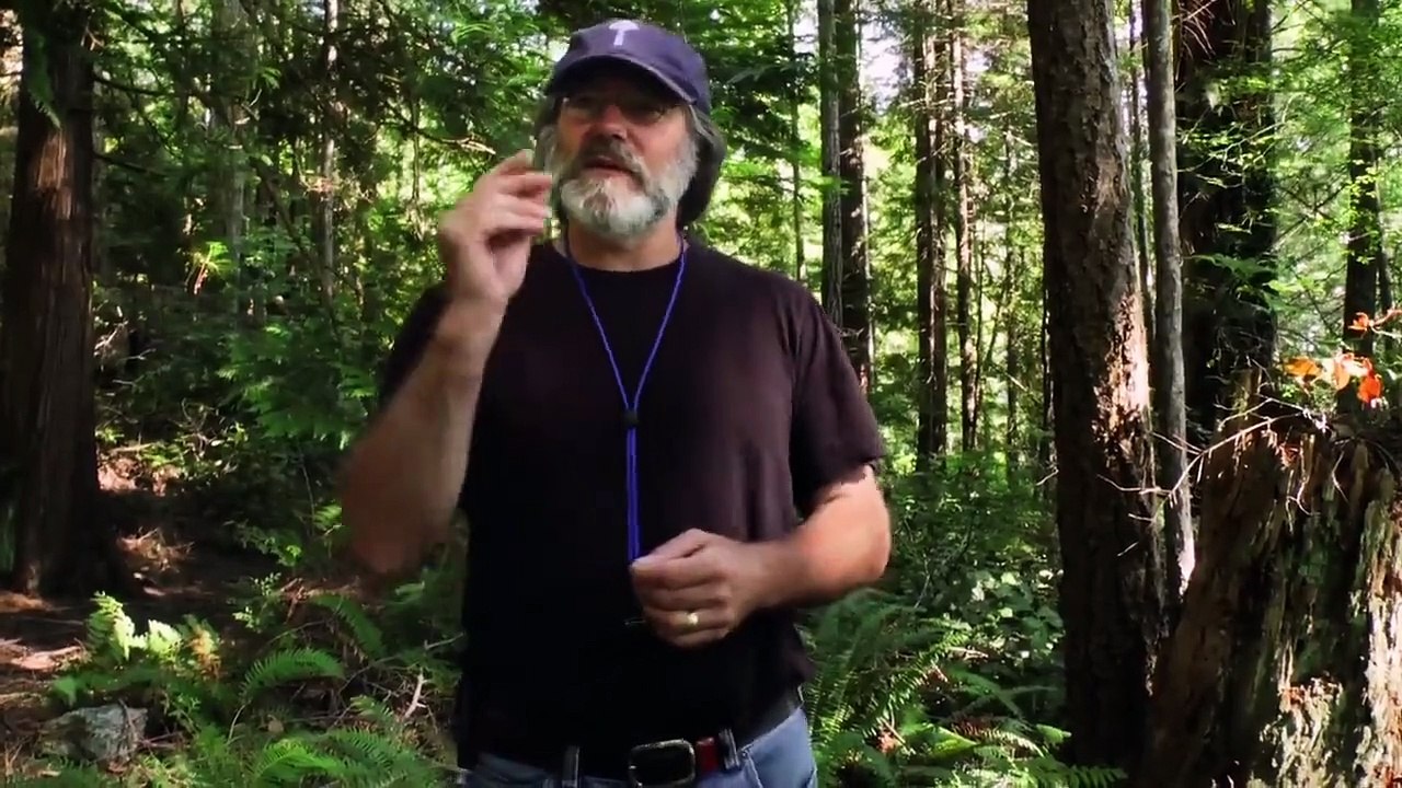 Fantastische Pilze - Die magische Welt zu unseren Füssen (2019) stream deutsch anschauen