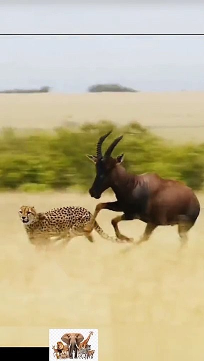 Animal