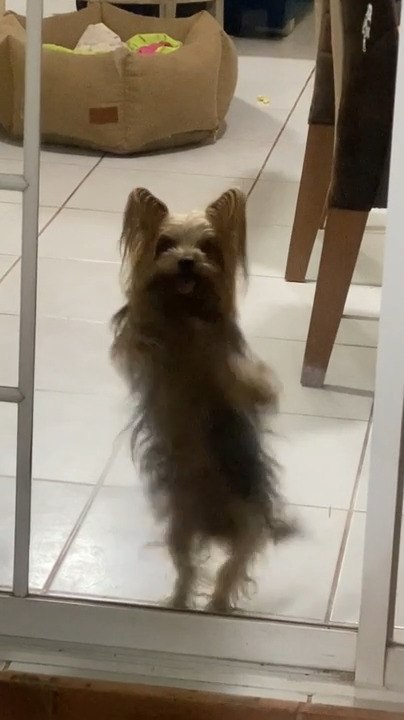 Dog Does Hilarious Dance