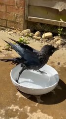 Man Gives Jackdaw Bird Water and Cold Bath on Hot Day