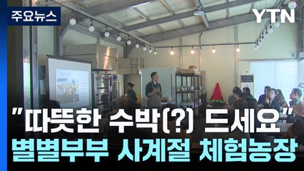 [청년농부] "따뜻한 수박(?) 드세요"...별별부부의 4계절 체험 농장 / YTN