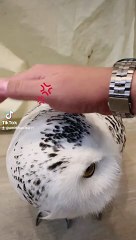 Funny babay kids cartoon video