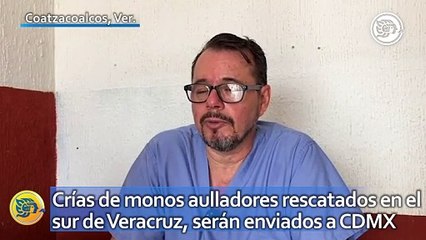 Crías de monos aulladores rescatados en el sur de Veracruz, serán enviados a Ciudad de México