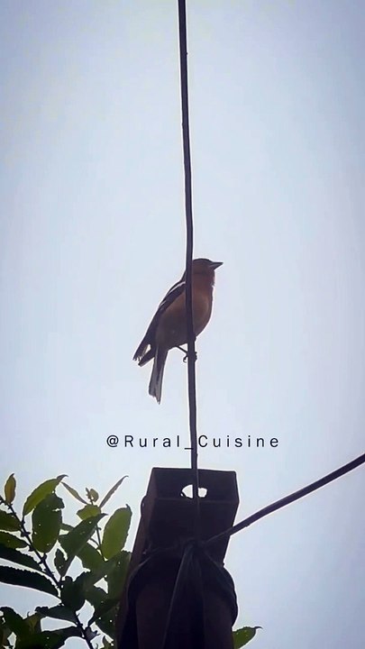 The Morning Song Of  A Bird in the Village @ Rural Cuisine