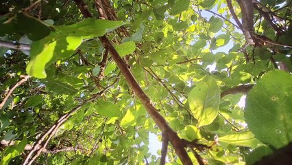 Transition (2024) Official Featurette – A Heartfelt Farewell to Unattainable Love 🎬