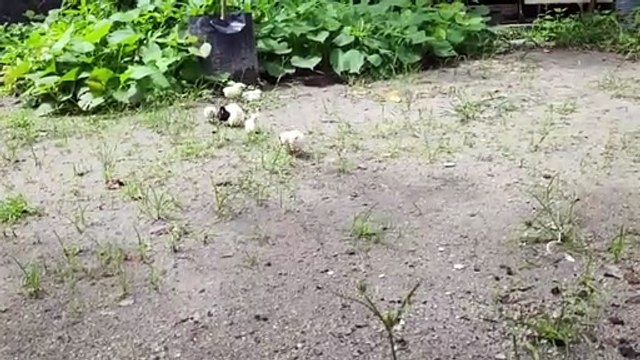 mothers hen call her baby chicks to eat- chicken sound