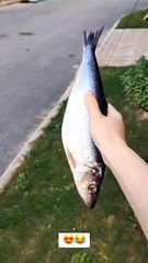 Thanks Human For Giving Me Food