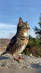 The creation of Almighty Allah