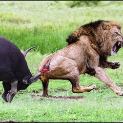 Hunting Instincts of the King of the Forest Lion VS Buffalo