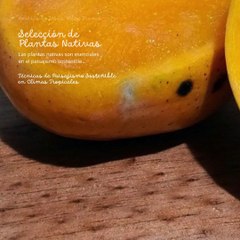 -ANDRÉS DE JESÚS VÉLEZ FRANCO- TÉCNICAS DE PAISAJISMO SOSTENIBLE EN CLIMAS TROPICALES (PARTE 1) (@AndresdeJesus90)