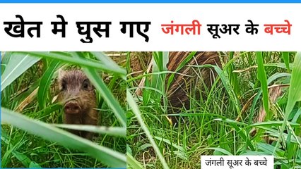 Jungle suar ke bachhe |#towardthenature  | जंगली सूअर