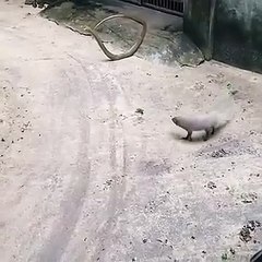 Epic Battle: Mongoose vs Big Snake 🐍