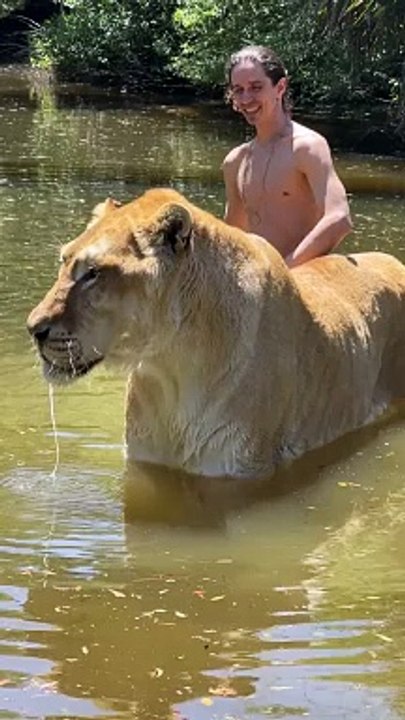 It's a liger
