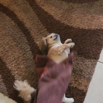 Puppy Enjoys Getting Belly Rubs With Towel