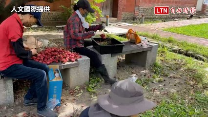 台中摘星山莊修復中！百年古蹟荔枝全公開🍇