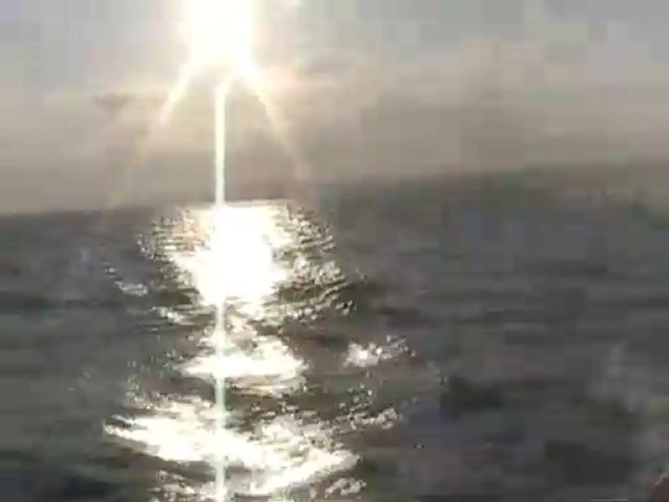 notre ami dauphin dans la rade de Cherbourg