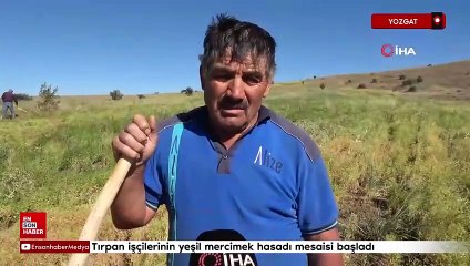 Yozgat'ta tırpan işçilerinin yeşil mercimek hasadı mesaisi başladı