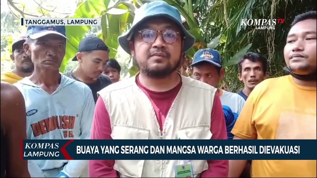 Buaya yang Serang dan Mangsa Warga Berhasil Ditangkap!