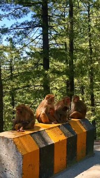 Caring for Wildlife and Forests During Tours: A Guide to Responsible Tourism