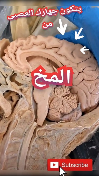 المخ واجزاؤه المختلفة