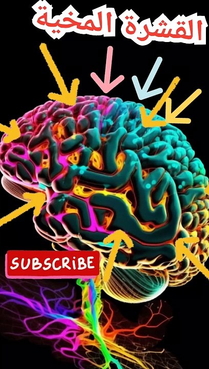 تعرف على مخ الإنسان