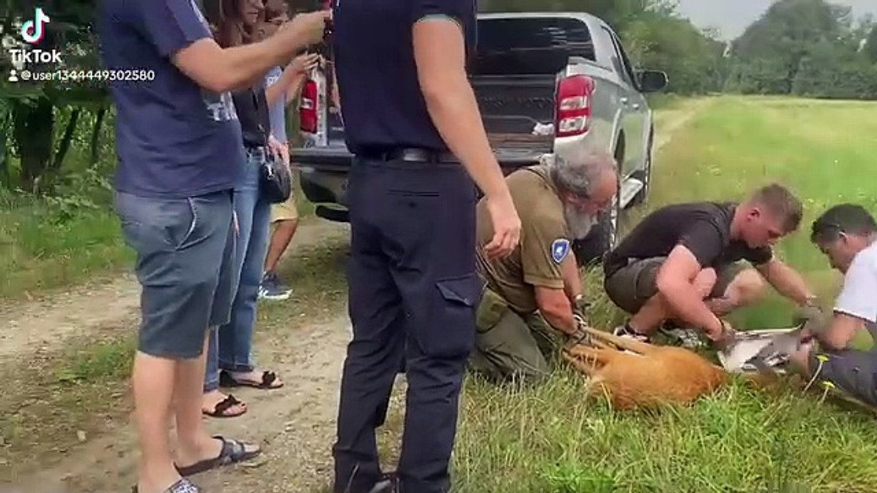 Pescatore 18enne salva un capriolo caduto nel?Naviglio Grande