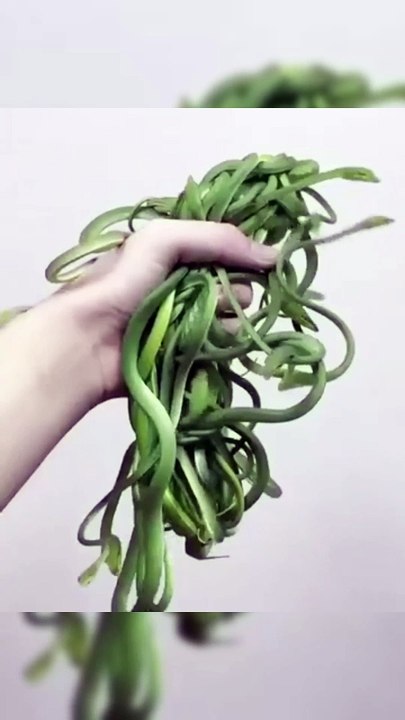 before and After  Animals Transformation videos