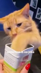 How My Cat Conquered the World (in Their Mind)mp4