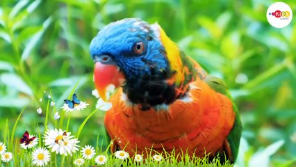 Would animals sounds | cat dog and other