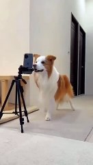 Nice_shoot_in_dance_#dogs_#doglover_#selfie(360p)